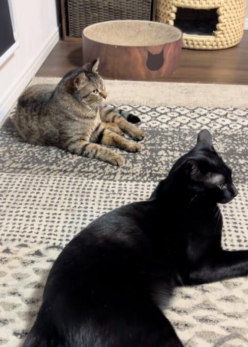 のんびりする猫