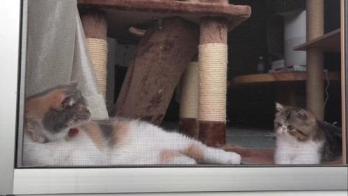 あくびをする成猫