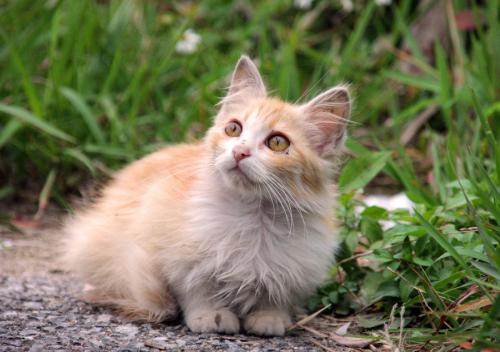 長毛種の子猫