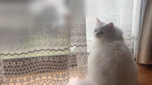 振り向く長毛の猫