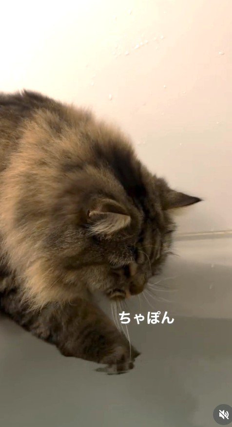 浴槽の縁から前足を入れる猫