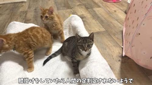 遊ぶ子猫たち