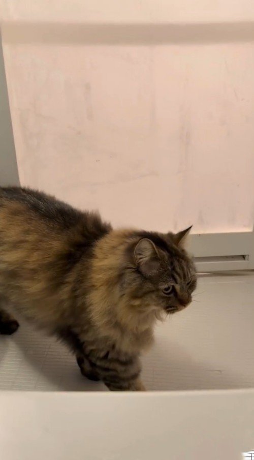 浴室内を歩く猫