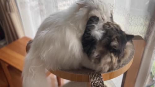 白猫に猫パンチするキジトラ猫