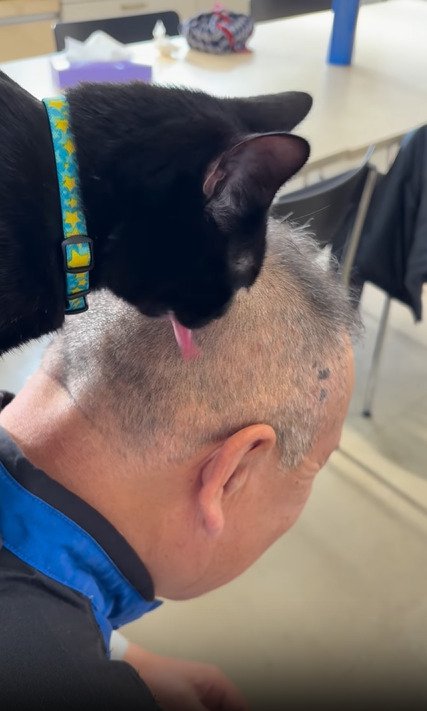 頭頂部を舐める猫2