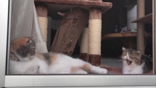あくびをする子猫
