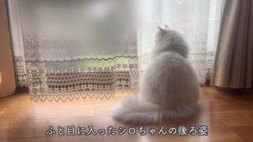 外を見る猫の後ろ姿