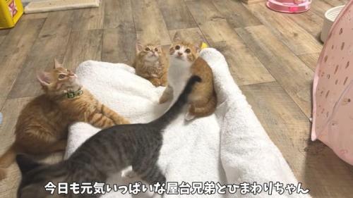 遊ぶ4匹