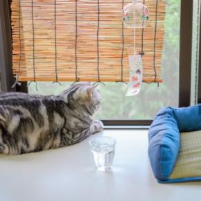 猫が心地よく過ごせる『夏の室内環境』のポイント3つ　暑さを和らげるコツや便利グッズもご紹介