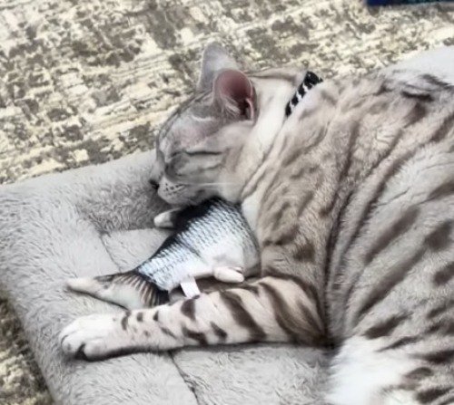 おもちゃの上に顔を乗せて眠る猫