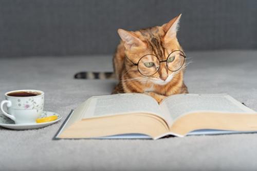 本を読む猫