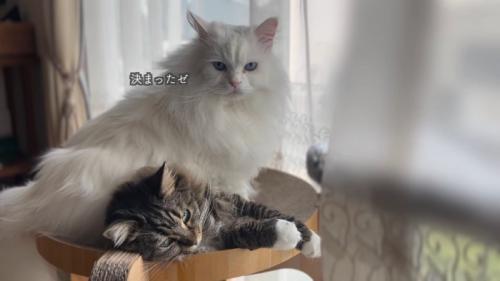横になる猫と座る猫