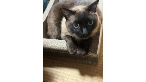 室内にいる猫