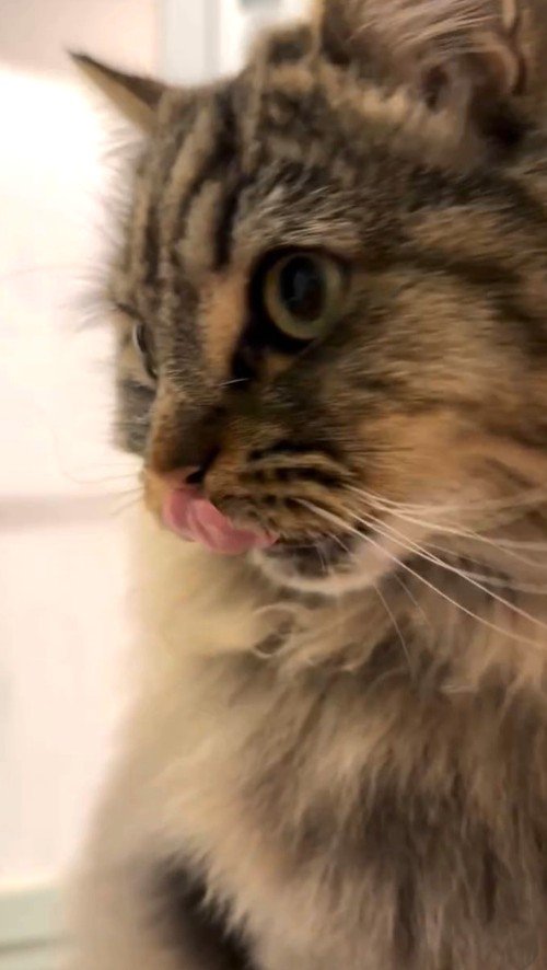 顔を近づける猫