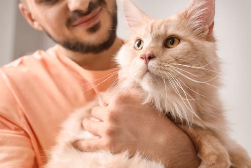 男性に抱っこされている猫