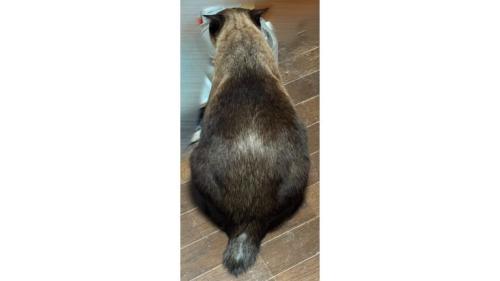 猫の背中