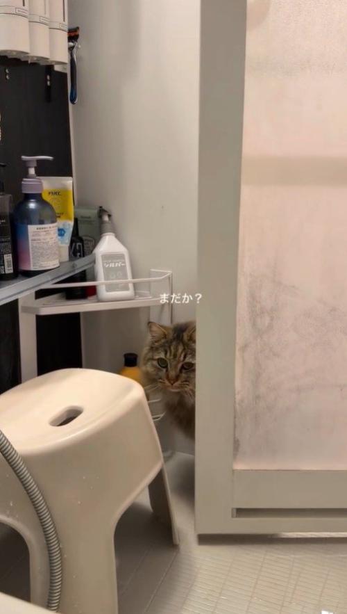 浴室へ入ってきた猫