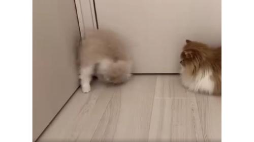 ドアの前の猫たち