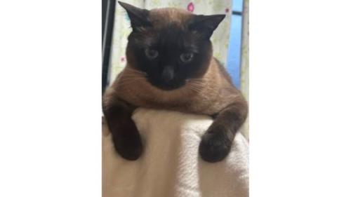 室内にいる猫