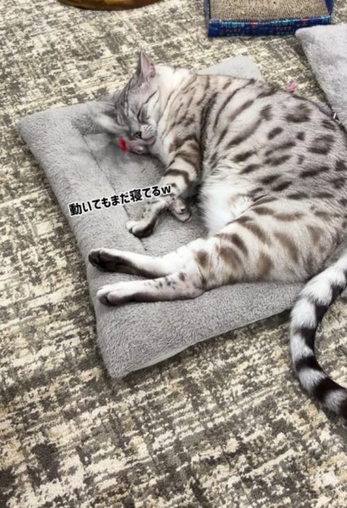 おもちゃの動きを気にすることなく眠る猫