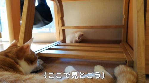 赤ちゃん猫を見守る子猫
