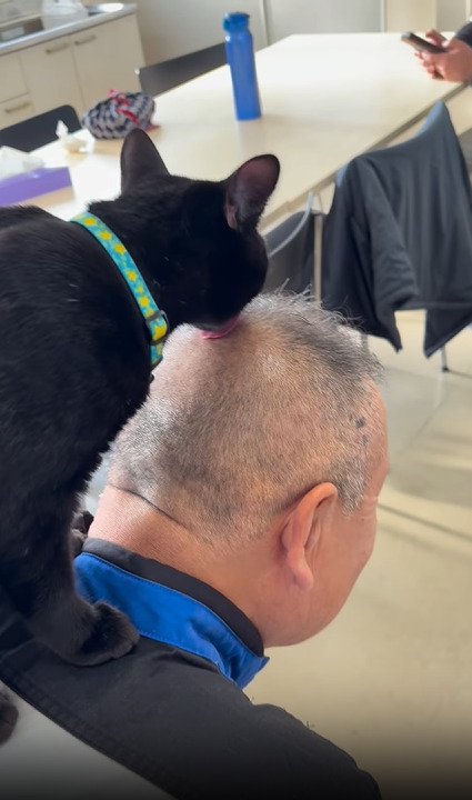 頭頂部を舐める猫