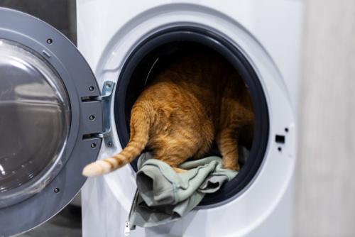 洗濯機に入っていく猫