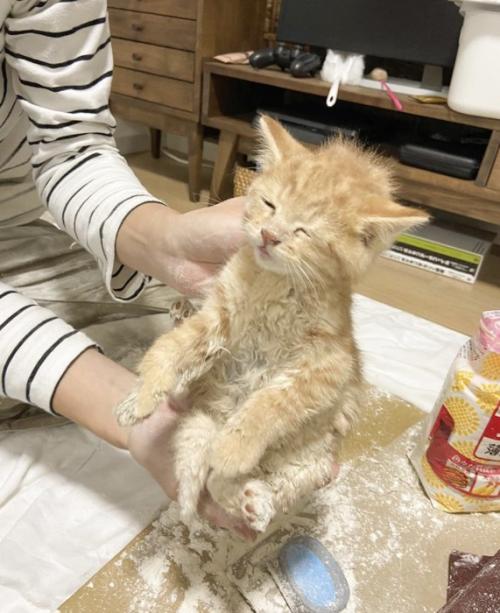 粉まみれの子猫
