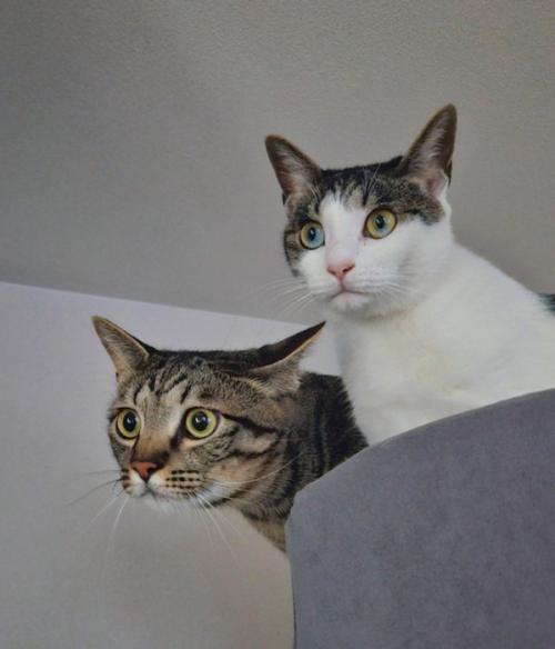 一点を見つめる2頭の猫