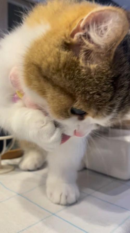 肉球を毛繕いする猫