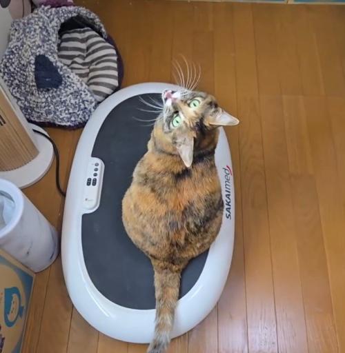 ダイエットマシンに乗って、飼い主に声をあげる猫
