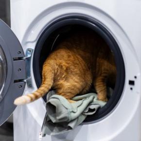 猫が起こしかねない『洗濯機』のトラブル3つ　入りたがる理由から防ぐための対策まで