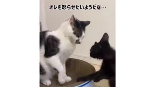 猫と子猫のケンカ