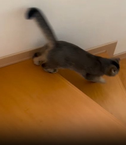駆けだす猫