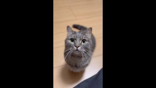 見上げる姿
