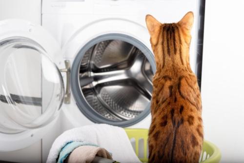 洗濯機を見ている猫の後ろ姿