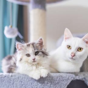 猫の『被毛の種類』はいくつあるの？5つのタイプ別の特徴やお手入れのコツまで解説