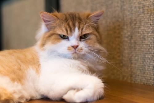不機嫌そうな猫