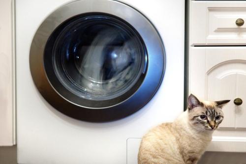 座って振り向く猫と蓋がしまった洗濯機