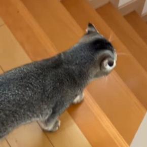 『寂しがり屋の猫』→飼い主といっしょに『家の中を移動』していると…あまりにも尊い光景が32万再生「笑顔になっちゃうね」「本当かわいい」