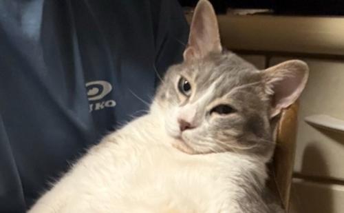 猫の顔