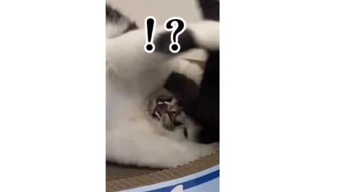 猫と子猫のケンカ
