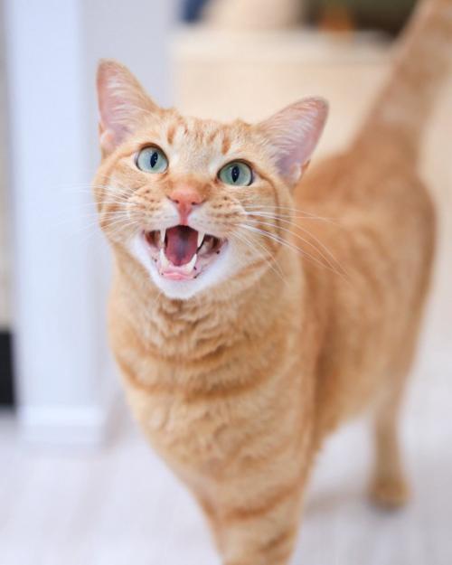鳴いている猫
