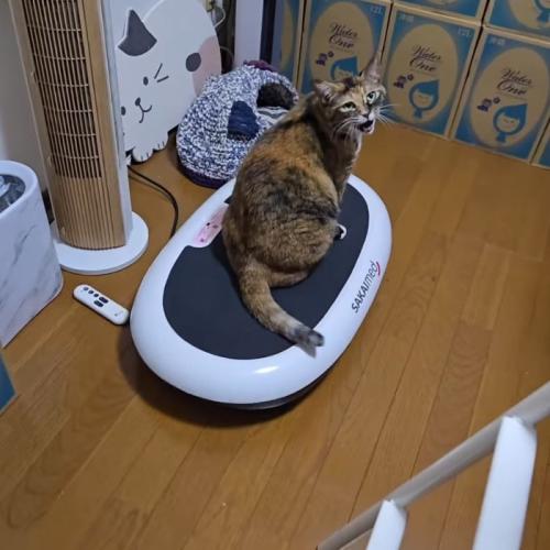 ダイエットマシンの上で鳴き声をあげる猫