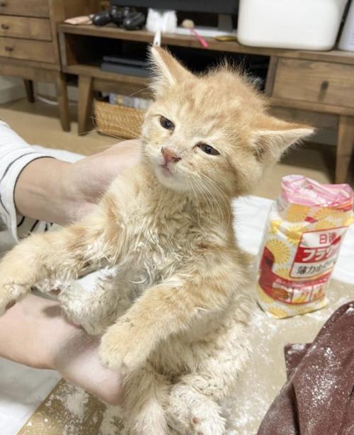 粉まみれの子猫