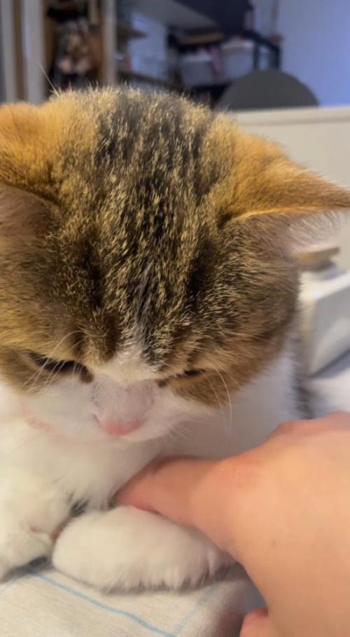 猫のお腹の下に指を入れる飼い主