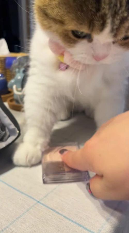 猫の腹の下にあったメイク道具に指を置く飼い主