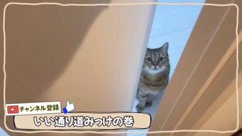 テロップ「いい通り道みっけの巻」