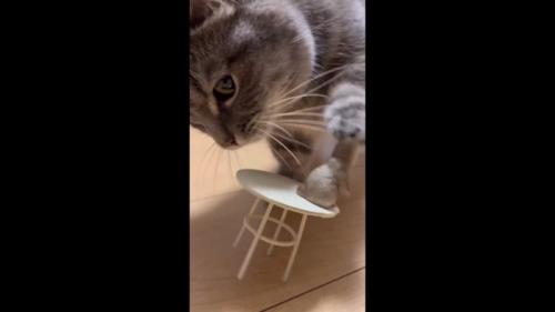 前足で人形にタッチ