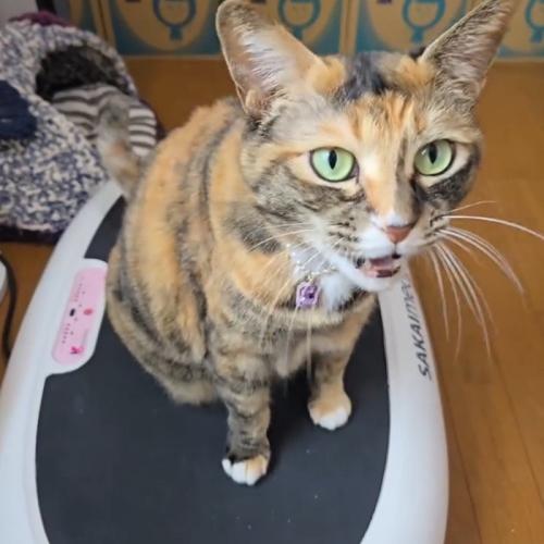 ダイエットマシンの上で震えながら声をあげる猫